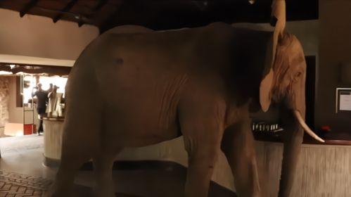 大象视频国产芒果视频,国产视频平台的崛起与对决