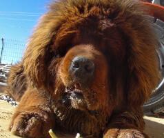 国产迷你小藏獒图片视频,萌态可掬的国宝风采