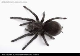 国产蜘蛛有多大图片视频,揭秘我国生物多样性的壮丽画卷