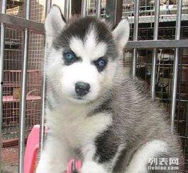 国产哈士奇视频,视频展示其忠诚与活力