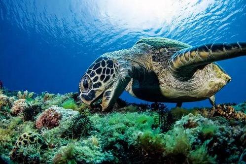 海龟繁衍视频动画片国产