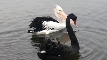 国产黑天鹅测评视频合集,多角度解析国产无人机魅力