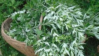 艾草午夜视频国产,揭秘国产悬疑惊悚片的神秘魅力